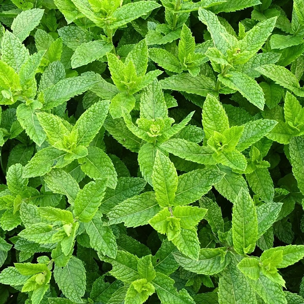 Aceite esencial de menta 10 ml