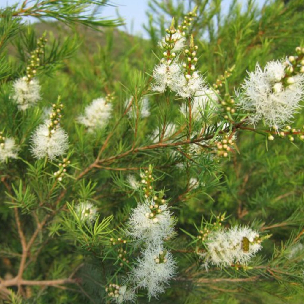 Albero del Tè (Tea Tree) – Olio Essenziale 10 ml
