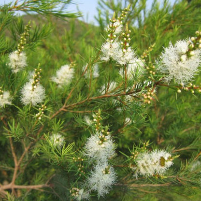 Albero del Tè (Tea Tree) – Olio Essenziale 10 ml