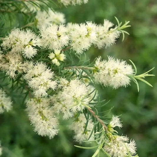 Árbol del Té (Tea Tree) – Aceite Esencial 10 ml