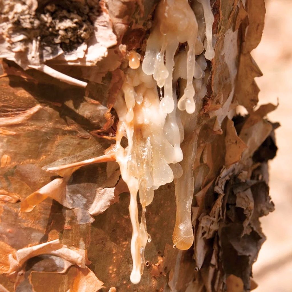Frankincense (incenso) (Puro) – Olio Essenziale · 10 ml