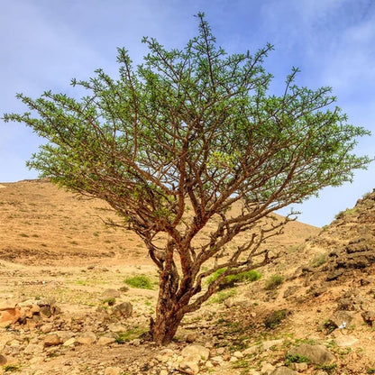 Frankincense (incenso) (Puro) – Olio Essenziale · 10 ml