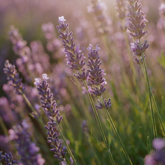 Lavanda Verdadera – Aceite Esencial · 10 ml