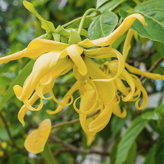 Ylang Ylang – Essential Oil 10 ml