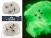 Ragnatela che si illumina al buio + 4 Ragni