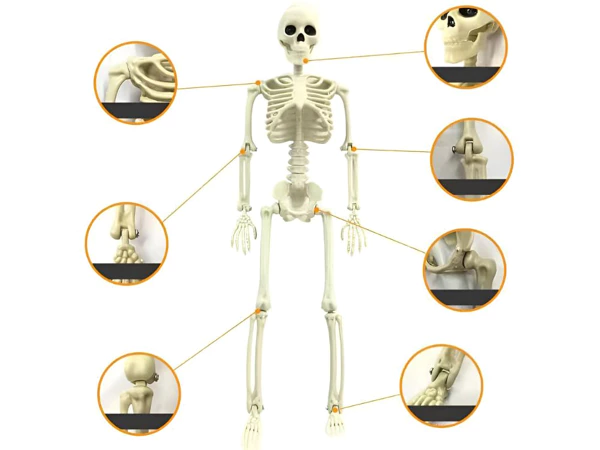 Scheletro Umano Appeso Halloween